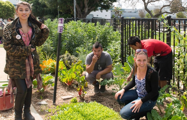 Native Plants