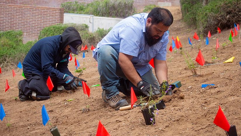 Planting crew